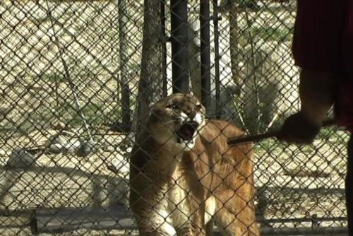 resize-AngryCougar