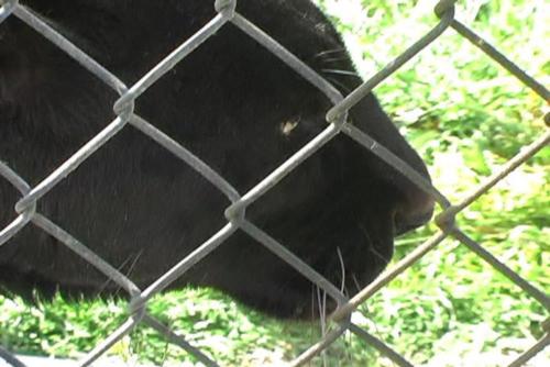 resize-BlackLeopard