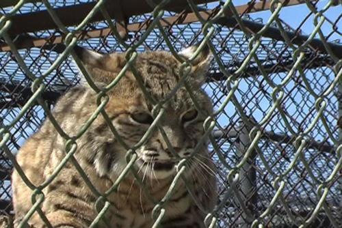 resize-Bobcat