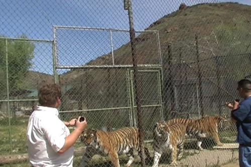 resize-ThreeTigers
