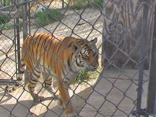 resize-TigerWalk