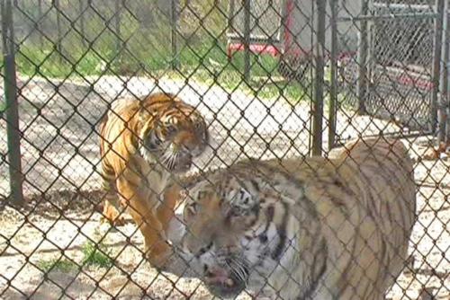 resize-TwoTigers